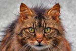Cat picture